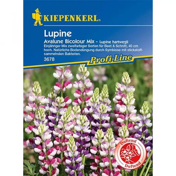 Avalune Bicolor Csillagfürt