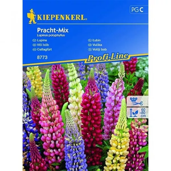 Splendid Csillagfürt színkeverék