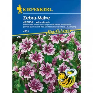 Zebrina Mályvarózsa