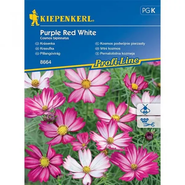 Kerti pillangóvirág Purple Red White