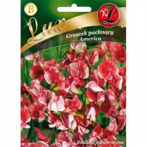 Szagos bükköny (Lathyrus odoratus) America