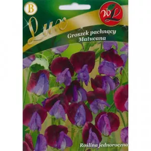 Szagos bükköny (Lathyrus odoratus) Matucana