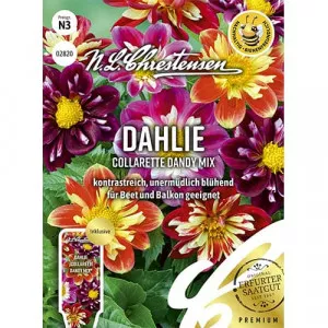 Collarette Dandy Dália színkeverék