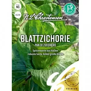 Cikória kerti Pan di zucchero