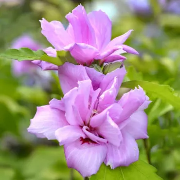 Hibiszkusz Ardens