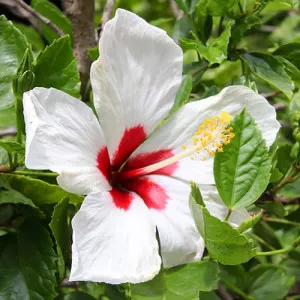 Hibiszkusz Red heart