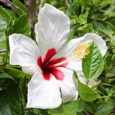 Hibiszkusz Red heart