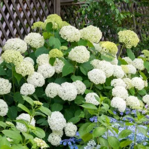 Hortenzia Annabelle
