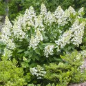 Bugás hortenzia Grandiflora