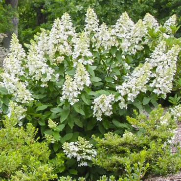 Bugás hortenzia Grandiflora
