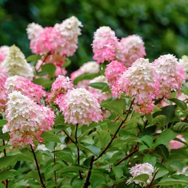 Bugás hortenzia Pink Lady