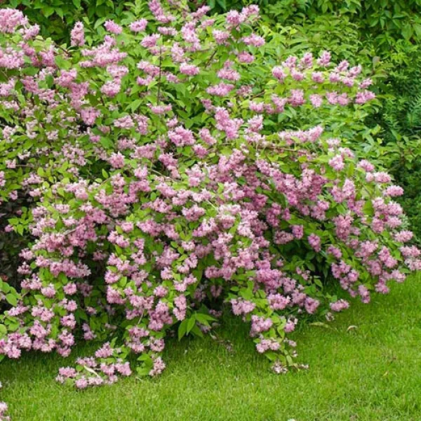 Rózsaszín gyöngyvirágcserje Strawberry Fields (Deutzia hybrida)