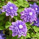 Iszalag (Clematis) Multi blue