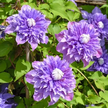 Iszalag (Clematis) Multi blue
