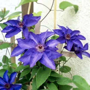 Iszalag (Clematis) President