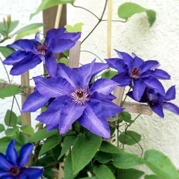 Iszalag (Clematis) President