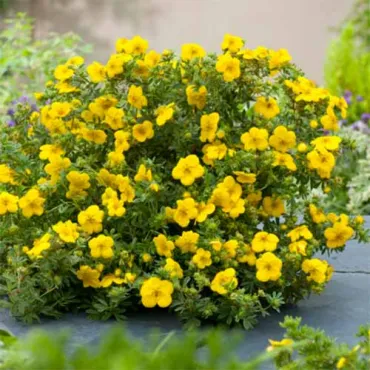 Potentilla fruticosa Goldstar