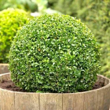 Puszpáng (Buxus)