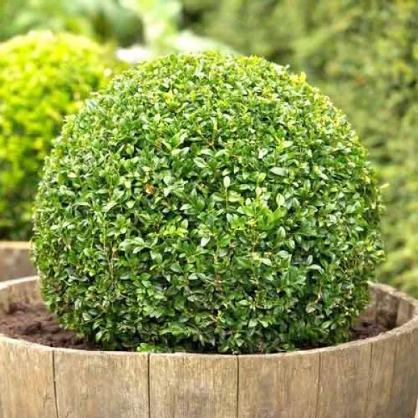 Puszpáng (Buxus)