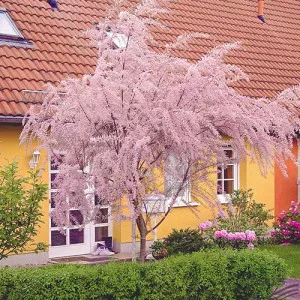Kisvirágú tamariska
