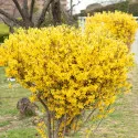 Aranyfa Lynwood Gold