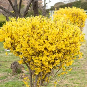 Aranyfa Lynwood Gold