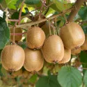 Mini kiwi Jenny