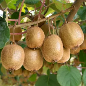 Mini kiwi Jenny