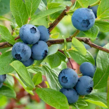 Áfonya Bluecrop