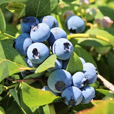Áfonya Bluegold