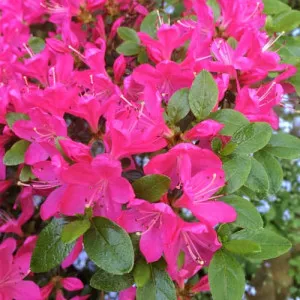 Azálea Geisha Purple