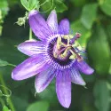 Golgotavirág Lavender Lady