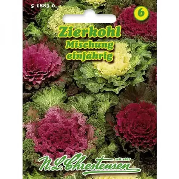 Káposzta dísz, színkeverék Káposzta dísz, színkeverék