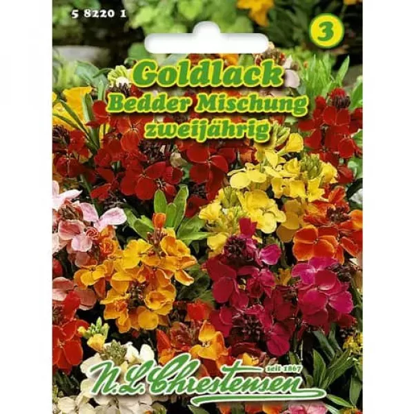 Viola kétéves, színkeverék