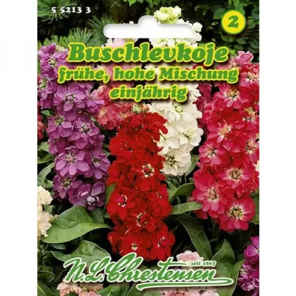 Nyári Viola nagy virágokkal, színkeverék