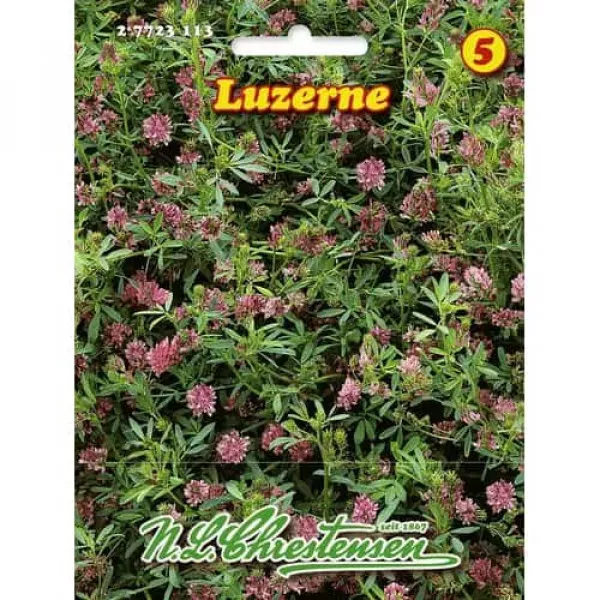 Lucerna Lucerna