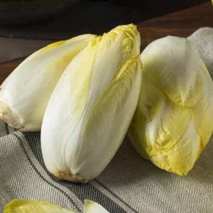 Cikória Witloof