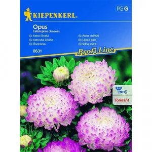 Opus Kerti őszirózsa