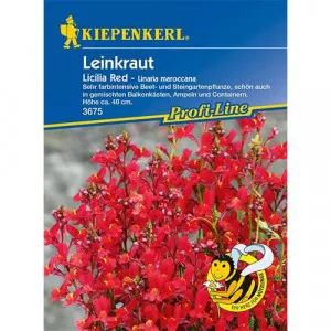 Marokkói Toadflax Licilia Red