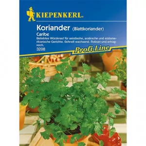 Koriander Caribe