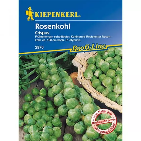 Kelbimbó Crispus