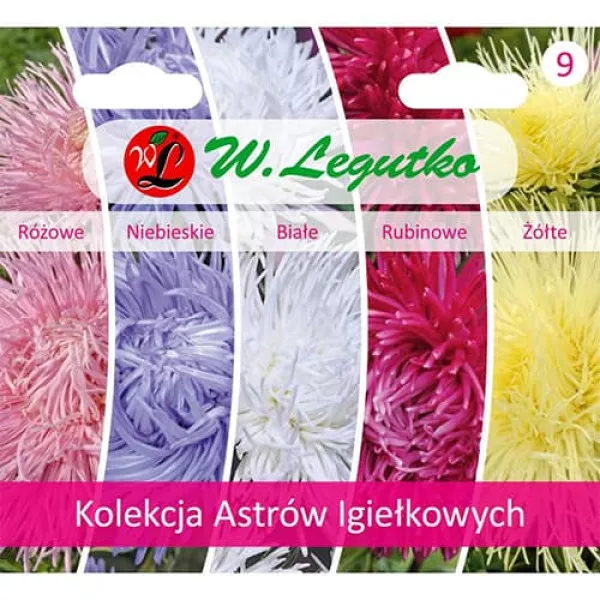 Kaktusz típusu őszirózsa gyűjtemény, 5 fajtát tartalmazó csomag