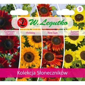 Dísz napraforgó gyűjtemény, 4 fajtát tartalmazó csomag