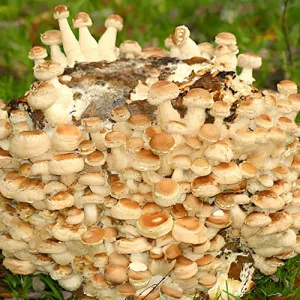 Siitake