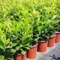 Balkáni babérmeggy (Prunus laurocerasus) elősövény, örökzöld, cserépben