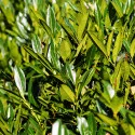 Balkáni babérmeggy (Prunus laurocerasus) elősövény, örökzöld, cserépben
