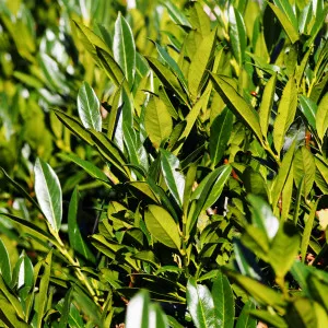Balkáni babérmeggy (Prunus laurocerasus) elősövény, örökzöld, cserépben