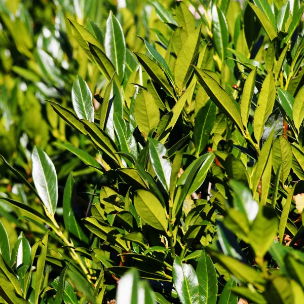 Balkáni babérmeggy (Prunus laurocerasus) elősövény, örökzöld, cserépben