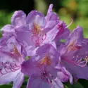 Rododendron Catawbiense Grandiflorum