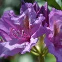 Rododendron Catawbiense Grandiflorum